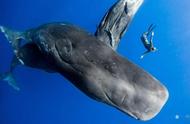 海洋中最大的鲸是什么鲸（连大王乌贼都不是对手）