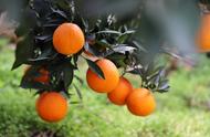 最甜的橙子品种排名（橙子分布地区）