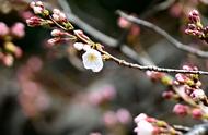 日本樱花什么地方最先开（知道日本樱花开花最早的地方在哪里吗）