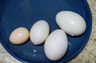 土鸡蛋和人工饲养鸡蛋哪个更干净（哪一种更有营养）