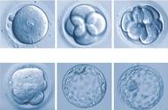 囊胚的等级（4AA和6AA囊胚哪个更好）